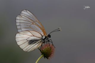 Anadolu Devmavisi&nbsp;(Glaucopsyche&nbsp;lessei)