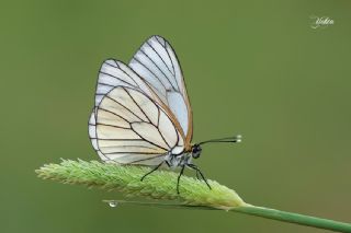 Al Beyaz (Aporia crataegi)