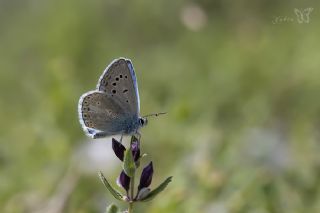 okgzl Kk Turan Mavisi (Polyommatus cornelius)