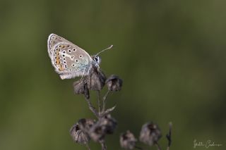 okgzl Geranium Mavisi (Aricia eumedon)