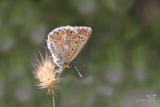 Çokgözlü Anadolu Çilli Mavisi (Polyommatus ossmar)
