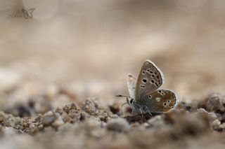 Pirene okgzls (Polyommatus pyrenaicus)