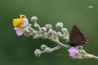 Karaaa Sevbenisi (Satyrium w-album)