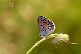 Bavius Mavisi (Pseudophilotes bavius)