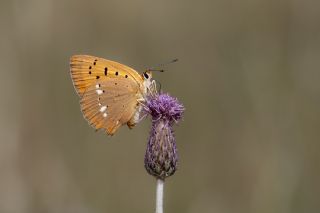 Orman Bakr Gzeli (Lycaena virgaureae)