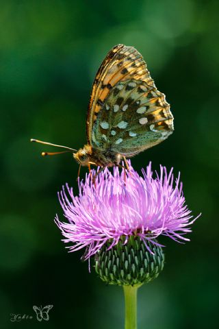 G�zel �nci&nbsp;(Argynnis&nbsp;aglaja)