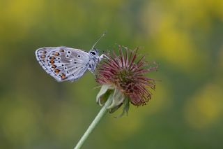 okgzl Balkan Mavisi (Aricia anteros )