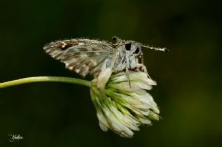 ark Zpzp (Carcharodus orientalis)