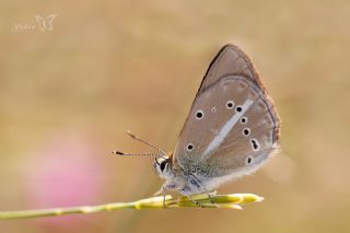 ? Agro T�r� (Tan�ms�z)&nbsp;(Agrodiaetus&nbsp;sp.)