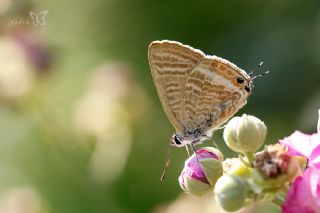 Lampides (Lampides boeticus)