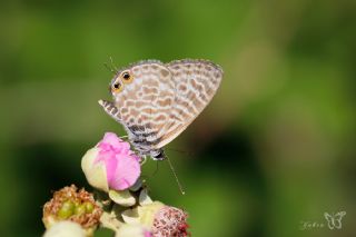 Mavi Zebra (Leptotes pirithous)