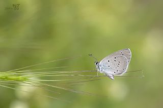 Minik Kupid (Cupido minimus)