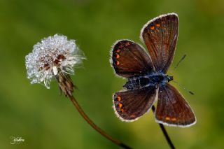 okgzl Mavi (Polyommatus icarus)