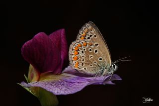 okgzl Mavi (Polyommatus icarus)