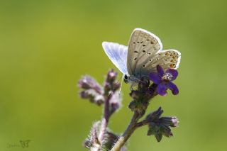 okgzl Gk Mavisi (Polyommatus bellargus)