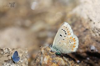 okgzl Turkuvaz Mavisi (Polyommatus dorylas)