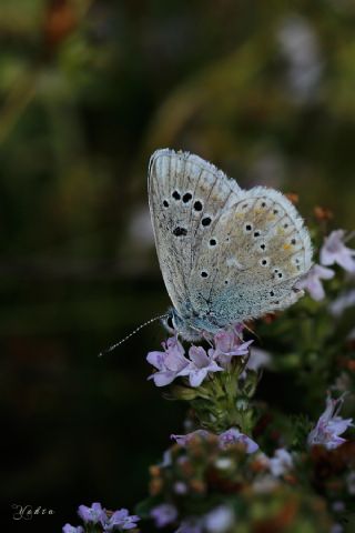 Çokgözlü Turkuvaz Mavisi (Polyommatus dorylas)