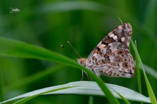 Diken Kelebei (Vanessa cardui)