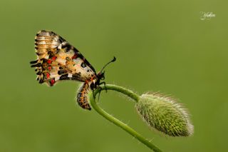 Orman Fistosu (Allancastria  cerisyi)