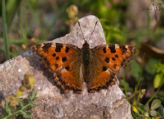Karaa�a� Nimfalisi&nbsp;(Inachis&nbsp;polychloros)