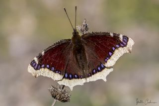 Sar Bandl Kadife (Inachis antiopa)