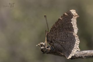 Sar Bandl Kadife (Inachis antiopa)