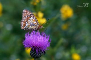 B�y�k �nci&nbsp;(Fabriciana&nbsp;adippe)