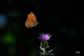 Cengaver (Argynnis paphia)