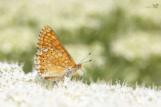 Nazuum (Euphydryas aurinia)