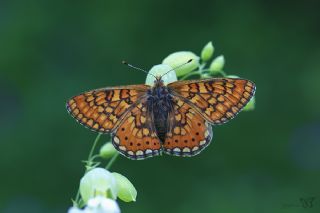 Nazuum (Euphydryas aurinia)