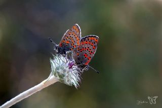 Akbes Gelincii (Tomares nesimachus)