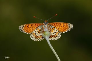 parhan (Melitaea cinxia)