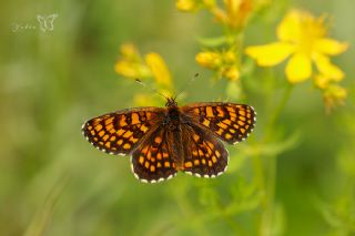 Amannisa (Melitaea athalia)