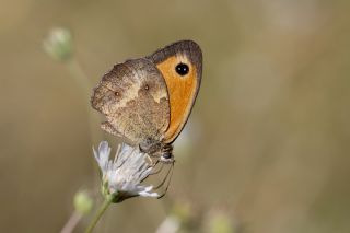 Pironiya (Pyronia tithonus)