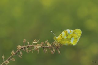 Zegris (Zegris eupheme)