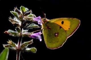 Sar Azamet (Colias croceus)