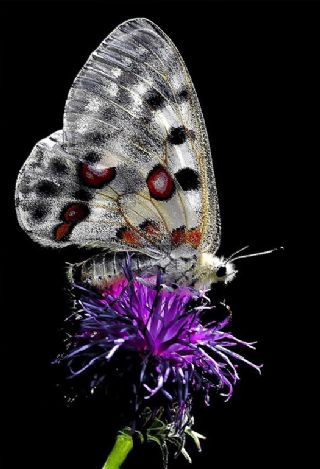 Apollo (Parnassius apollo)