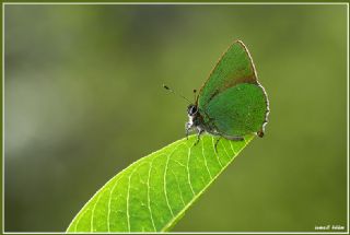 Zmrt (Callophrys rubi)