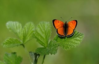 Osmanl Atei (Lycaena ottomanus)