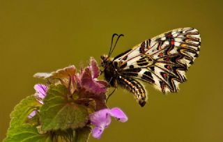 Gney Fistosu (Zerynthia polyxena)