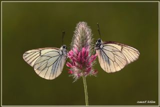 Al Beyaz (Aporia crataegi)