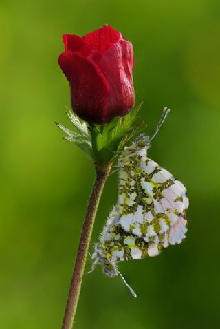Turuncu Ssl (Anthocharis cardamines)