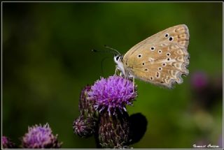 okgzl Dafnis (Polyommatus daphnis)