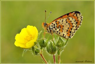 Benekli parhan (Melitaea didyma)