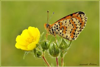 Turuncu Ssl (Anthocharis cardamines)