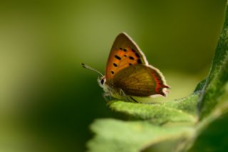 Benekli Bakr Gzeli (Lycaena phlaeas)