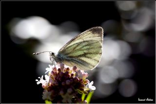 Yalanc Beyazmelek (Pieris pseudorapae)