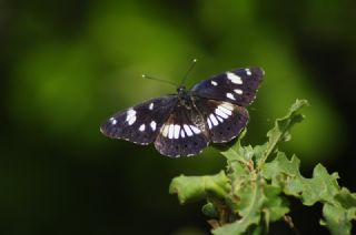 Akdeniz Hanmeli Kelebei (Limenitis reducta)