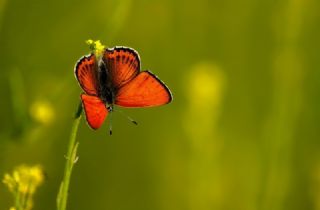 Kk Ate Gzeli (Lycaena thersamon)