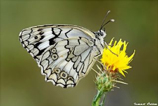 Anadolu Melikesi (Melanargia larissa)